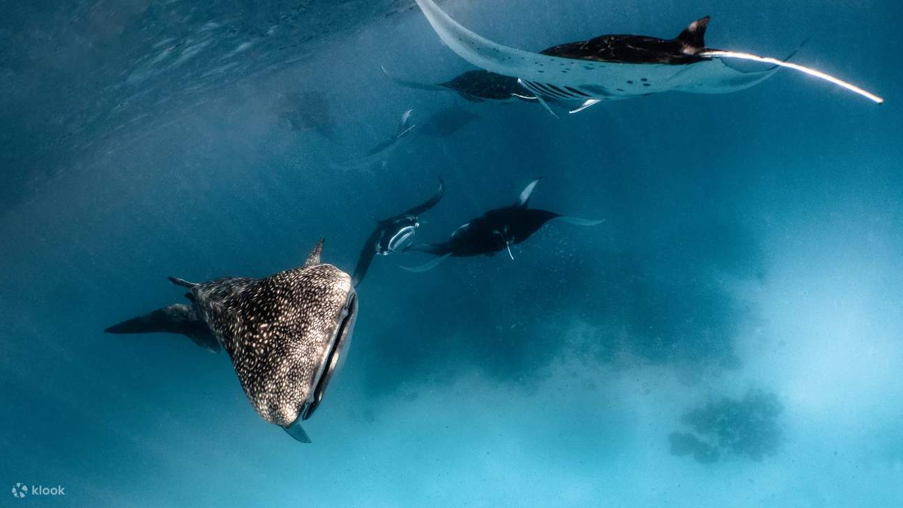 Im Herzen des Meeresschutzgebiets: Discovery Scuba Taucher in Hanifaru tauchen ein in die geschützten Gewässer eines UNESCO-Biosphärenreservats, wo sie majestätischen Mantarochen und anderen ikonischen Arten begegnen.