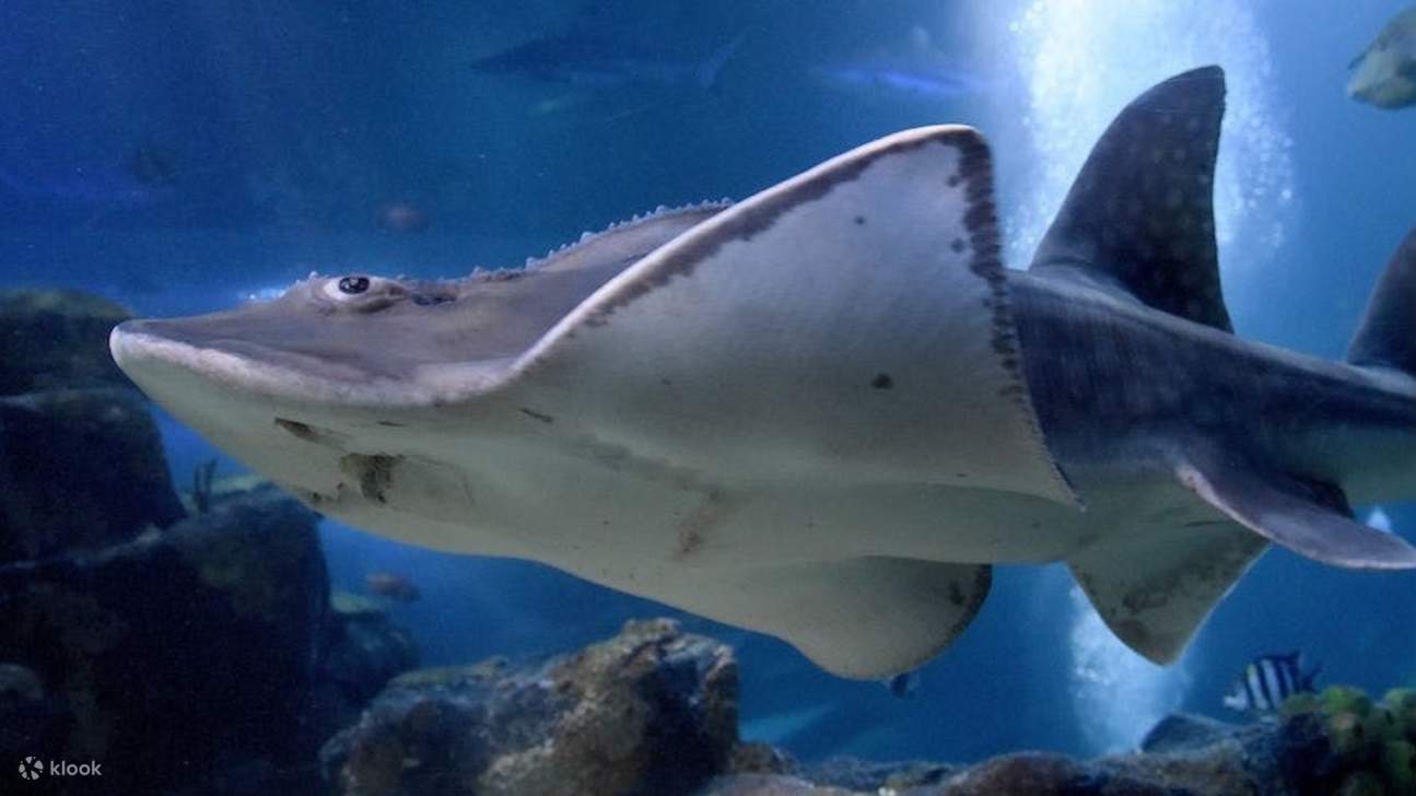 オーシャン・トンネルで、雄大なエイやその他の海洋生物が滑空する様子を間近で観察しましょう。