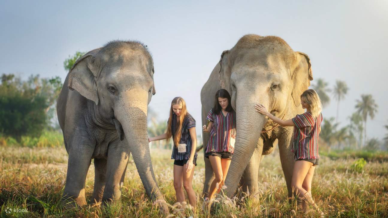 Chào hỏi và làm quen với những người khổng lồ hiền lành.
