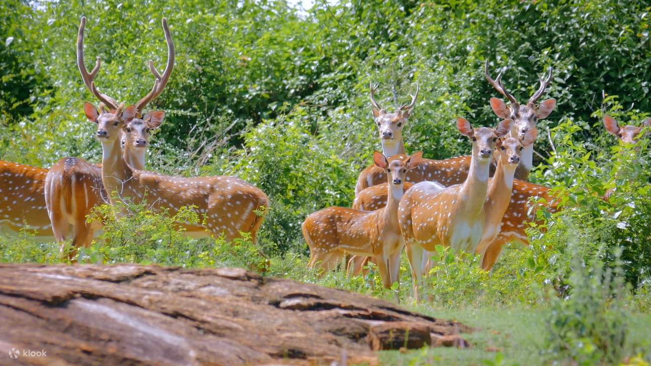 yala morning safari