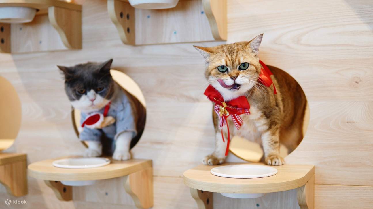 HOME by tales of paws 貓咪咖啡廳