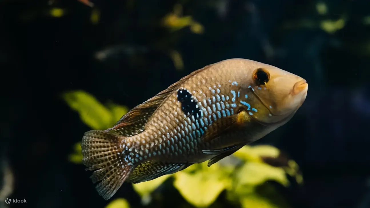 探索里昂的海底世界－从小丑鱼到水族馆里的刺豪猪鱼