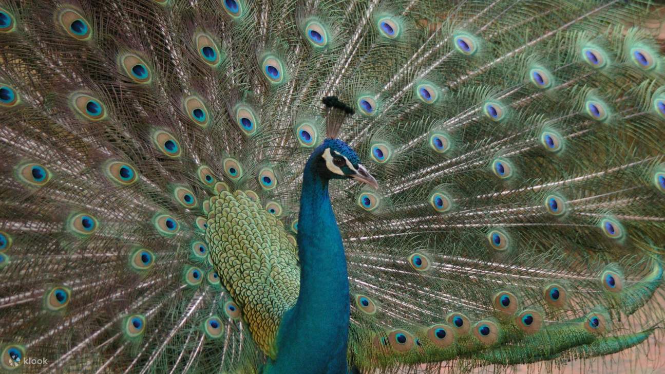 Vé Sở thú Lisbon