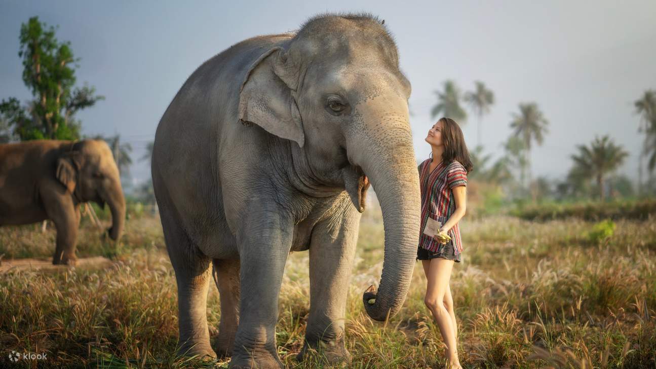 Đi dạo cùng voi trên một cánh đồng rộng lớn và chụp những bức ảnh đáng nhớ.