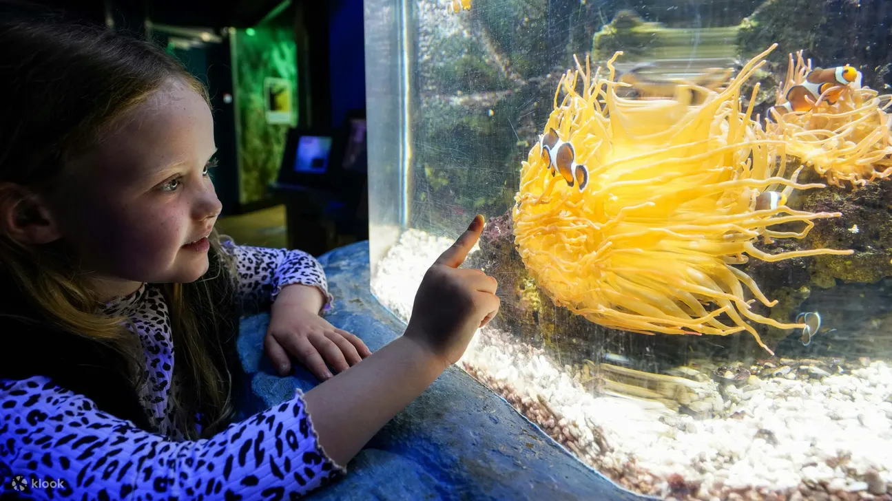 在 SEA LIFE 观赏色彩缤纷的小丑鱼栖息在充满活力的海葵栖息地中