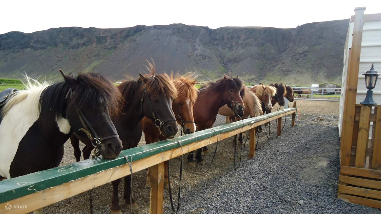Alignés et prêts à partir, ces chevaux islandais n'attendent que vous pour l'aventure.