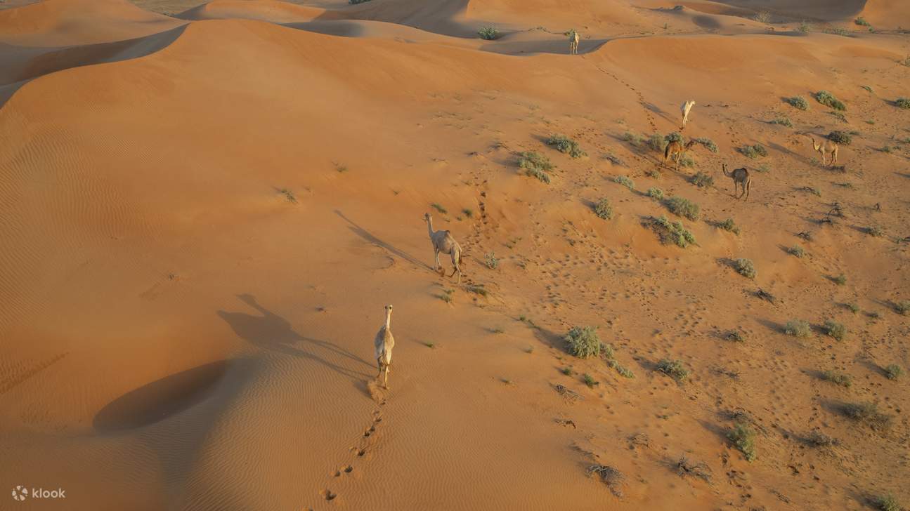 Unta berkeliaran bebas melintasi gurun keemasan, meninggalkan jejak di pasir yang lembut