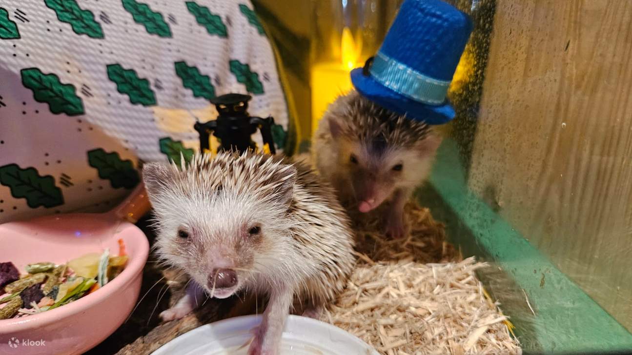 【Oferta exclusiva】 Hong Kong Ocean Park Cubo de Exploración | Destino ideal para familias