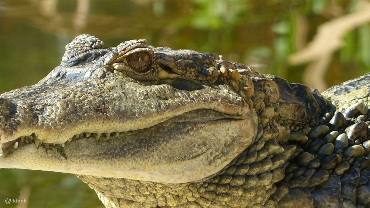 漫步在寧靜的小路上，周圍環繞著茂盛的綠色植物和鮮豔的花朵