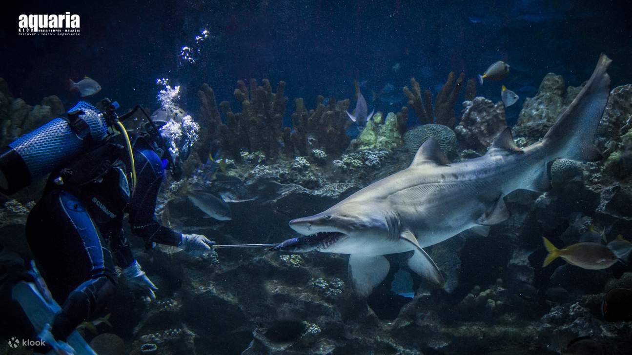 alimentación de tiburones por buzos en Aquaria KLCC