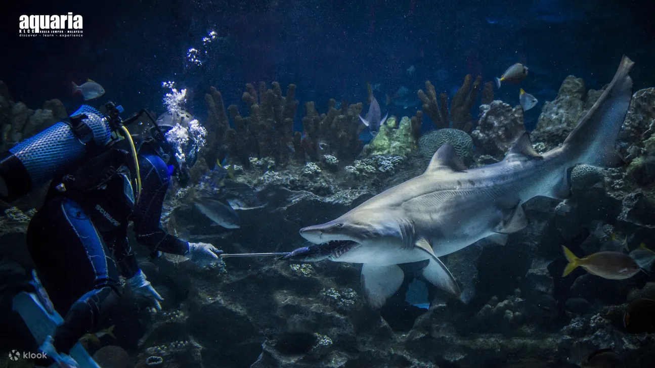 吉隆坡水族馆喂食