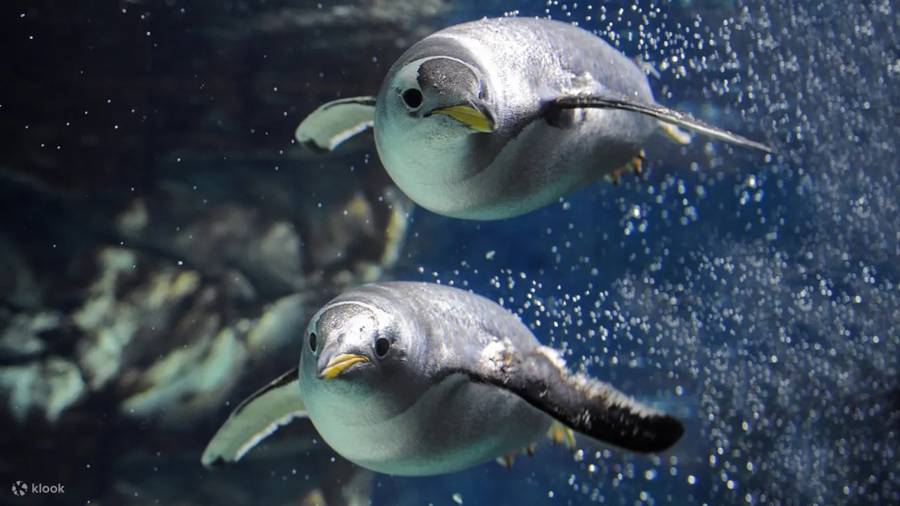 参观热那亚水族馆，近距离观赏壮观的海洋生物！