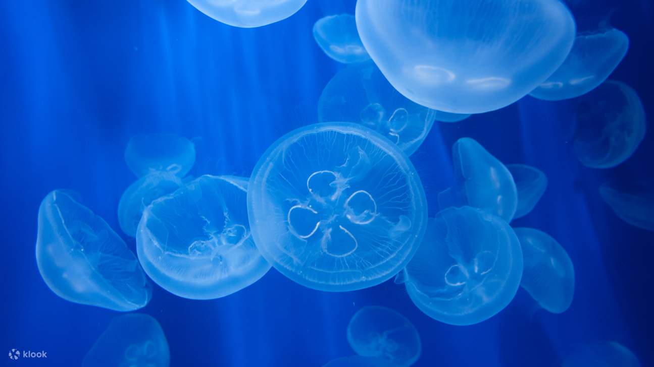 Explorez des habitats marins fascinants et découvrez les secrets de la mer