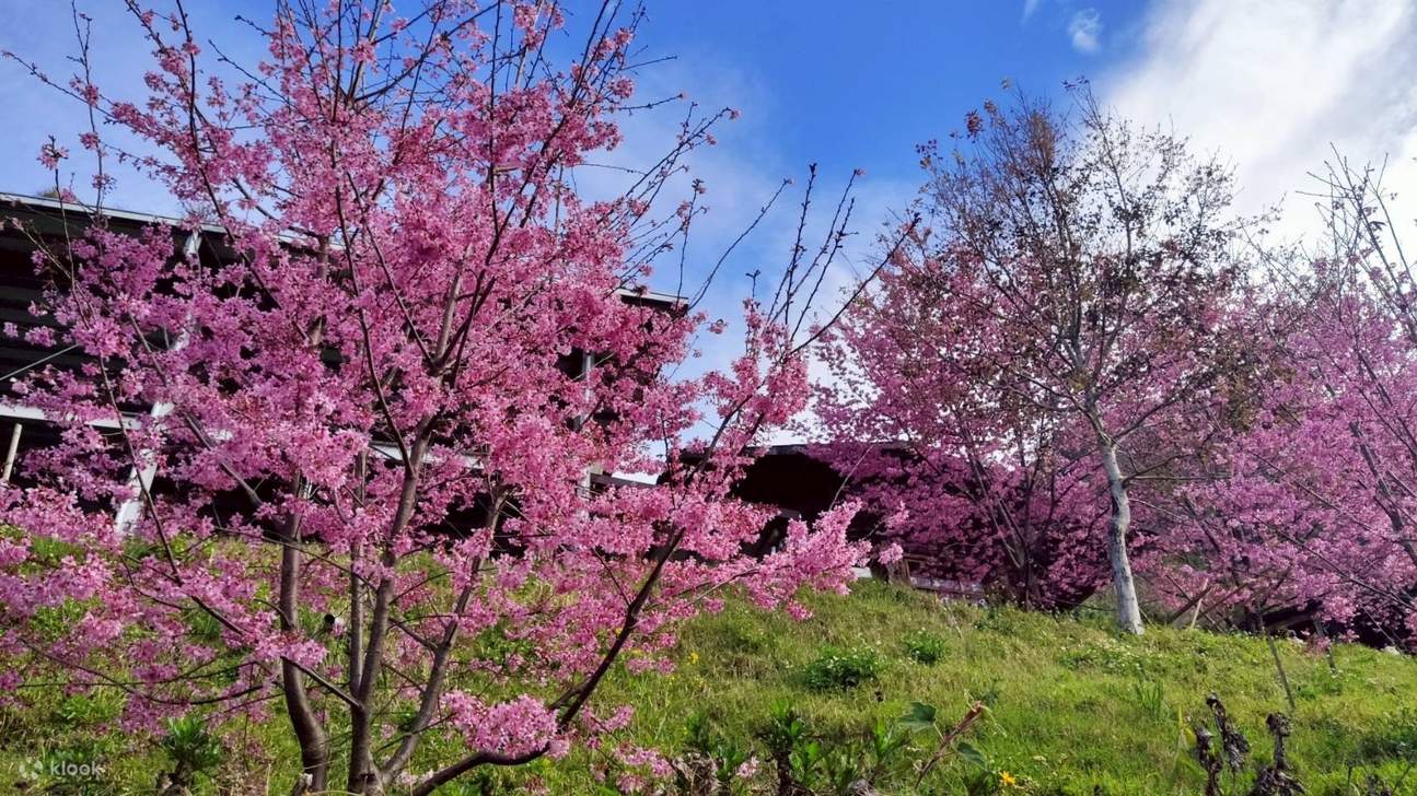 2026 Wuling Farm Cherry Blossom Season Day Tour (Departure from Taipei ...