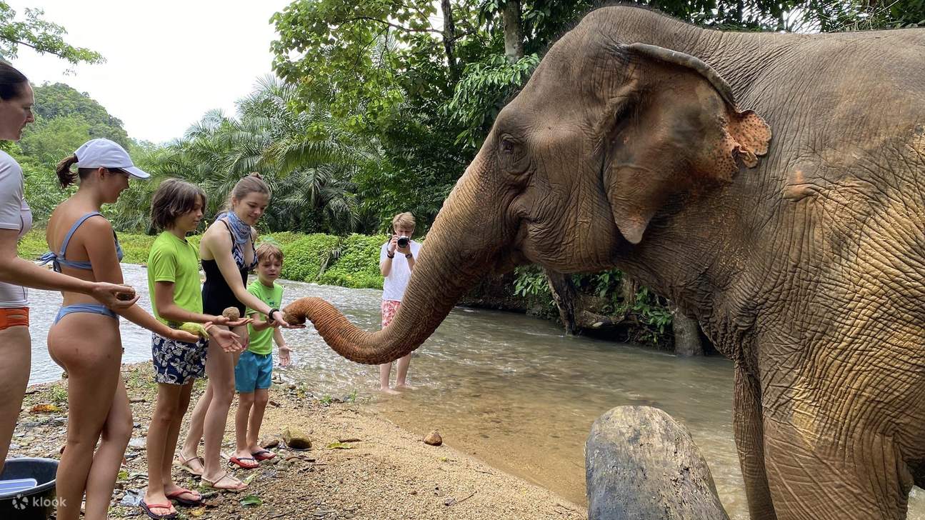 Tour Nửa Ngày Đến Krabi Elephant Care House