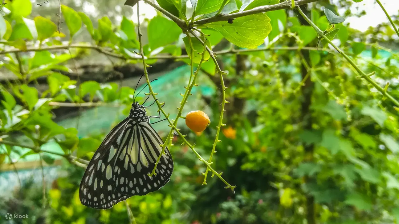 Paradizoo Tagaytay 马尼拉 菲律宾