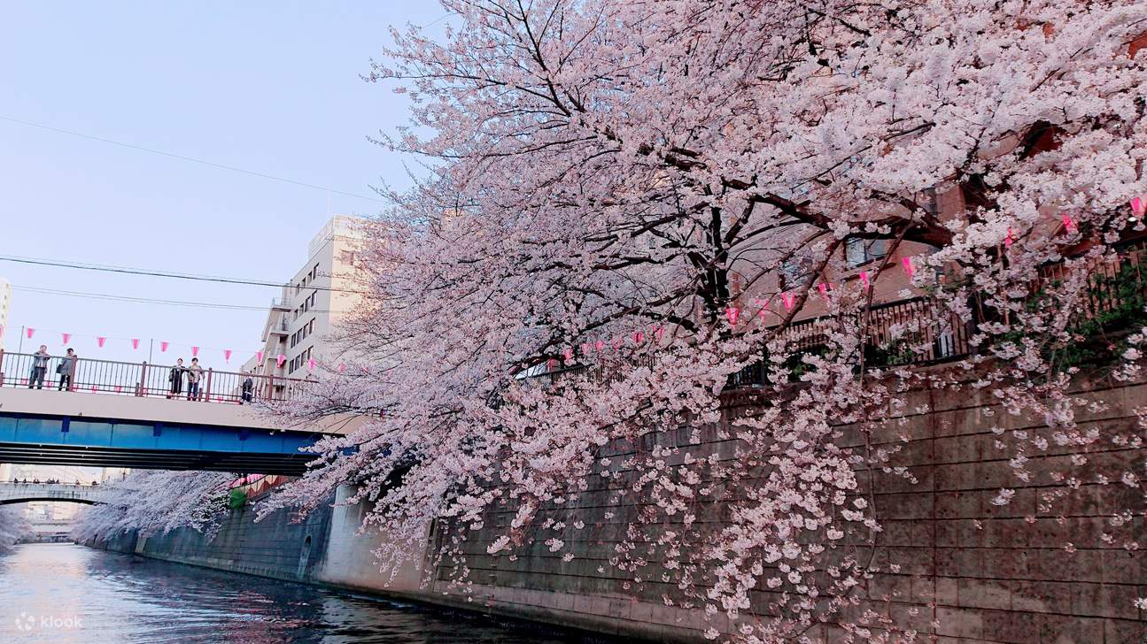 Tokyo Meguro River Cherry Blossom Viewing Cruise