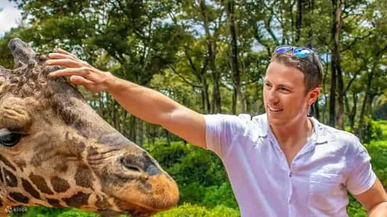 Nairobi: Tour Tham Quan Trung Tâm Hươu Cao Cổ Và Bảo Tàng Karen Blixen
