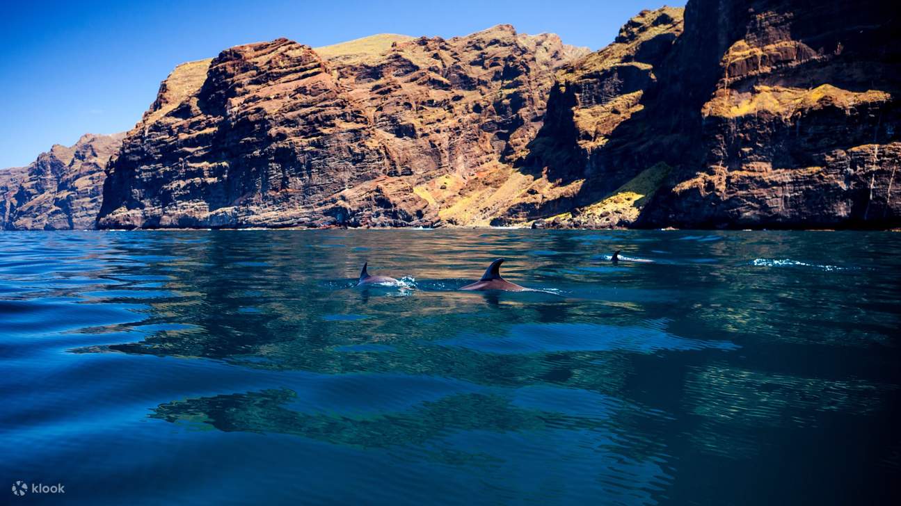 Avvicinati ai delfini più affascinanti dell'oceano durante una crociera