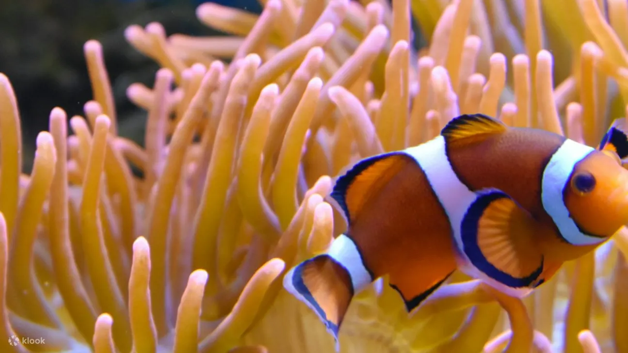 在 Nausicaa 的互动展览中近距离接触令人难以置信的海洋生物
