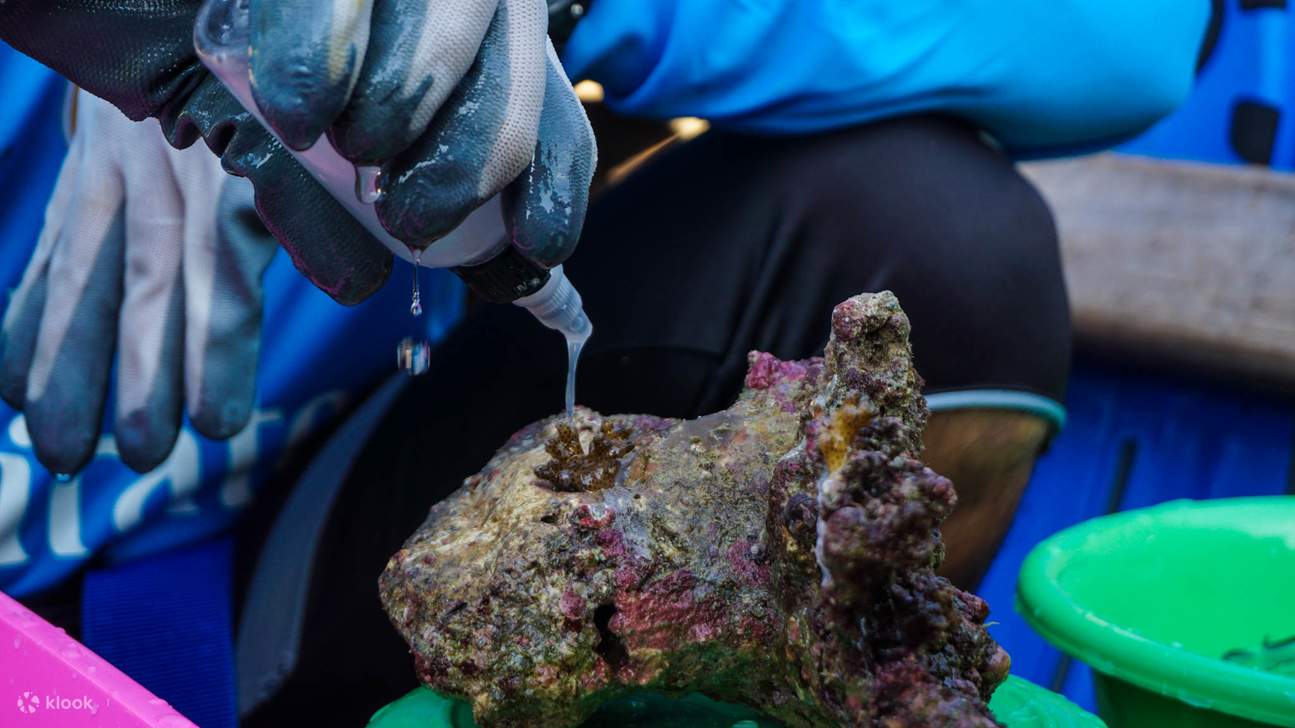 แพ็กเกจดำน้ำเพื่อการอนุรักษ์ Ocean Quest