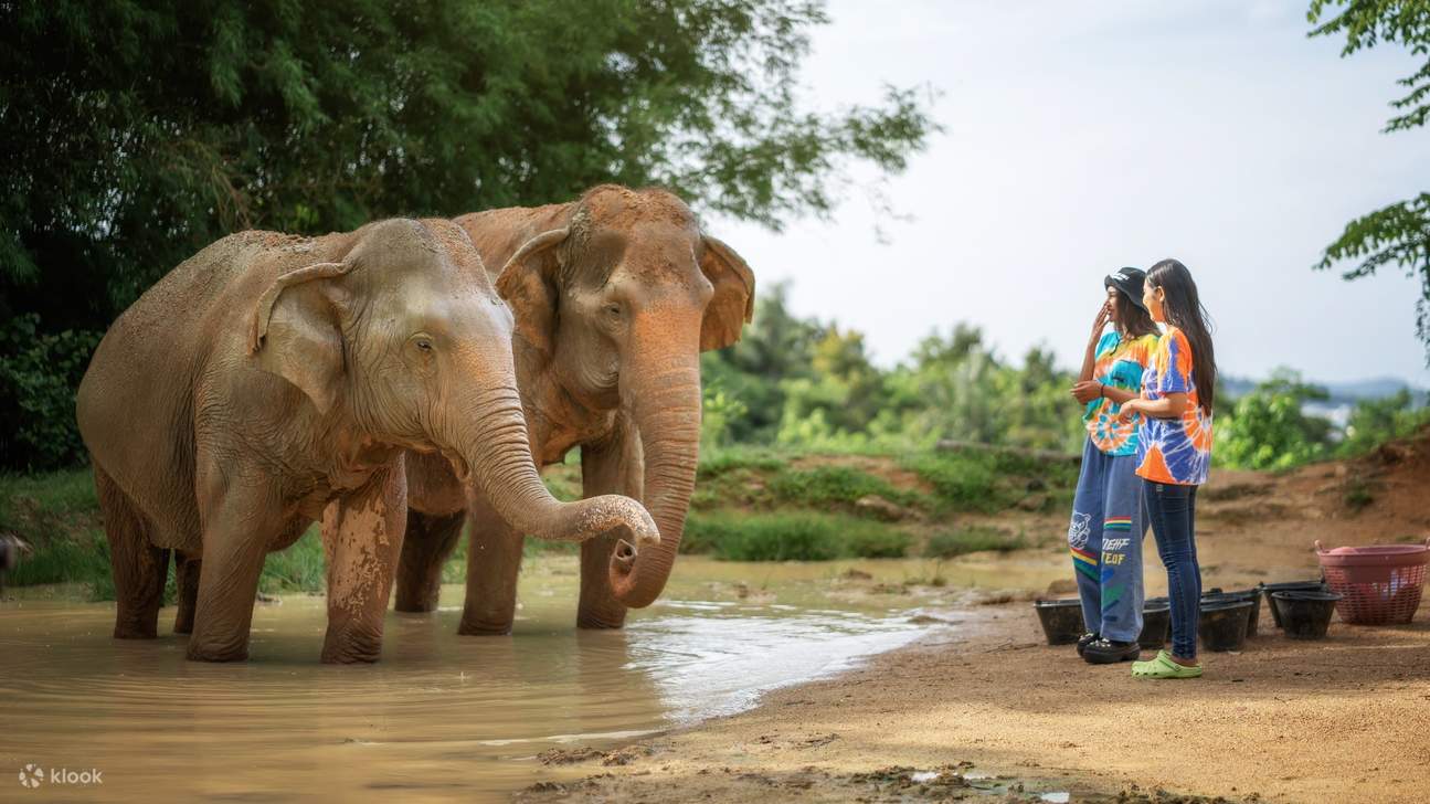 Observing Gentle Giants in Their Element