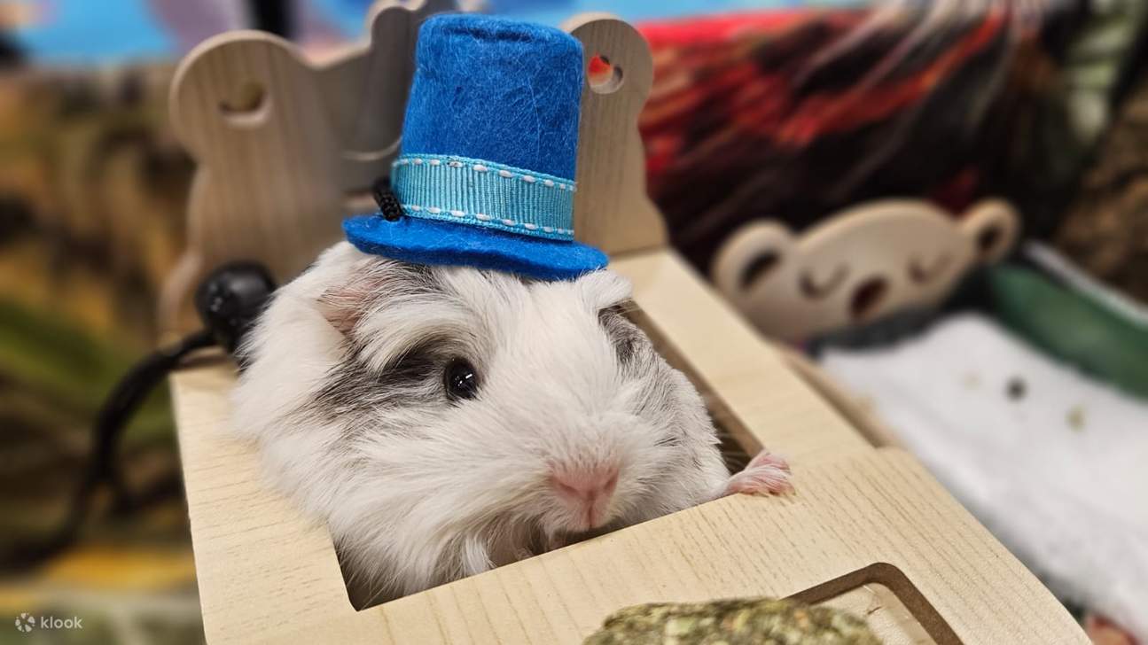 【Oferta exclusiva】 Hong Kong Ocean Park Cubo de Exploración | Destino ideal para familias