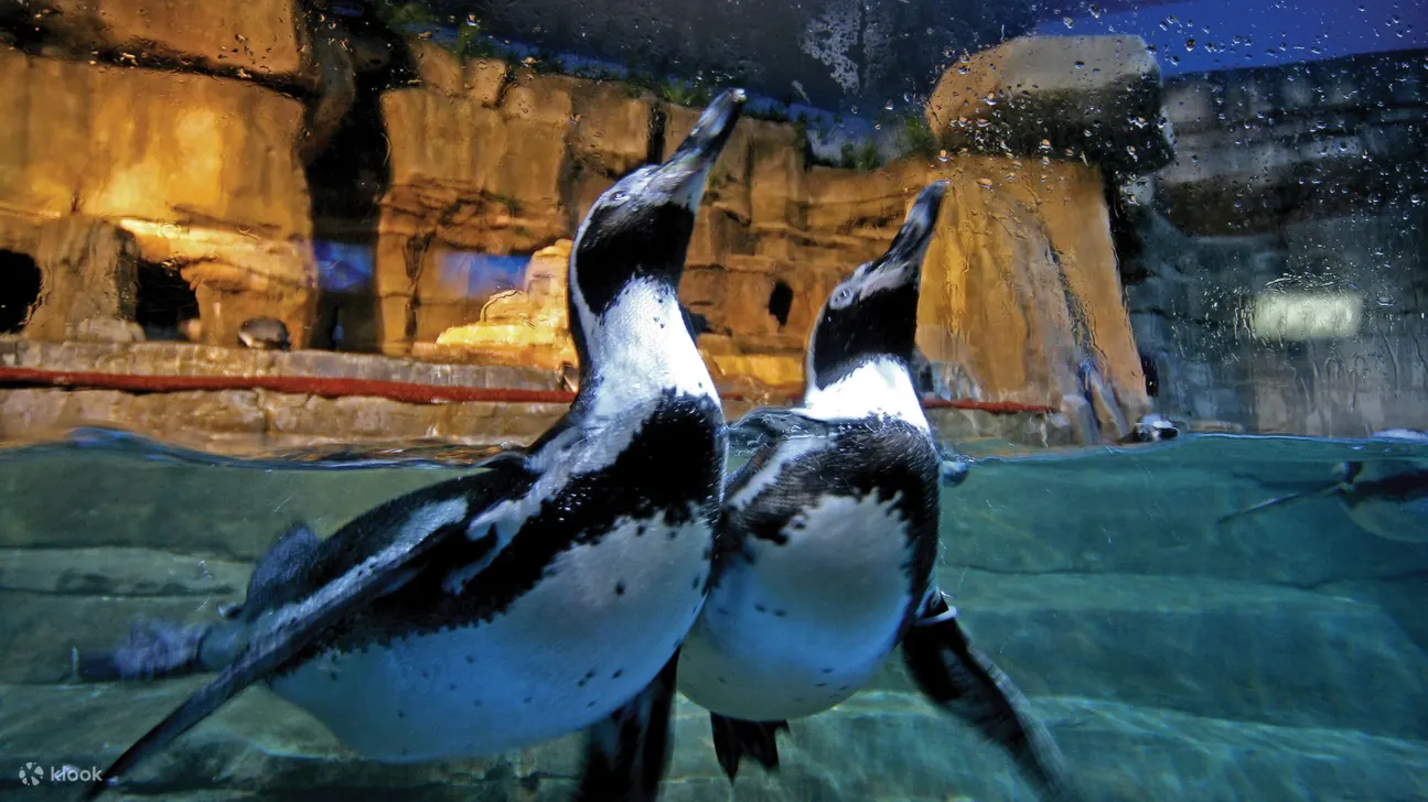 Immersing oneself in the stunning blue depths, a breathtaking display of marine life and ocean grandeur