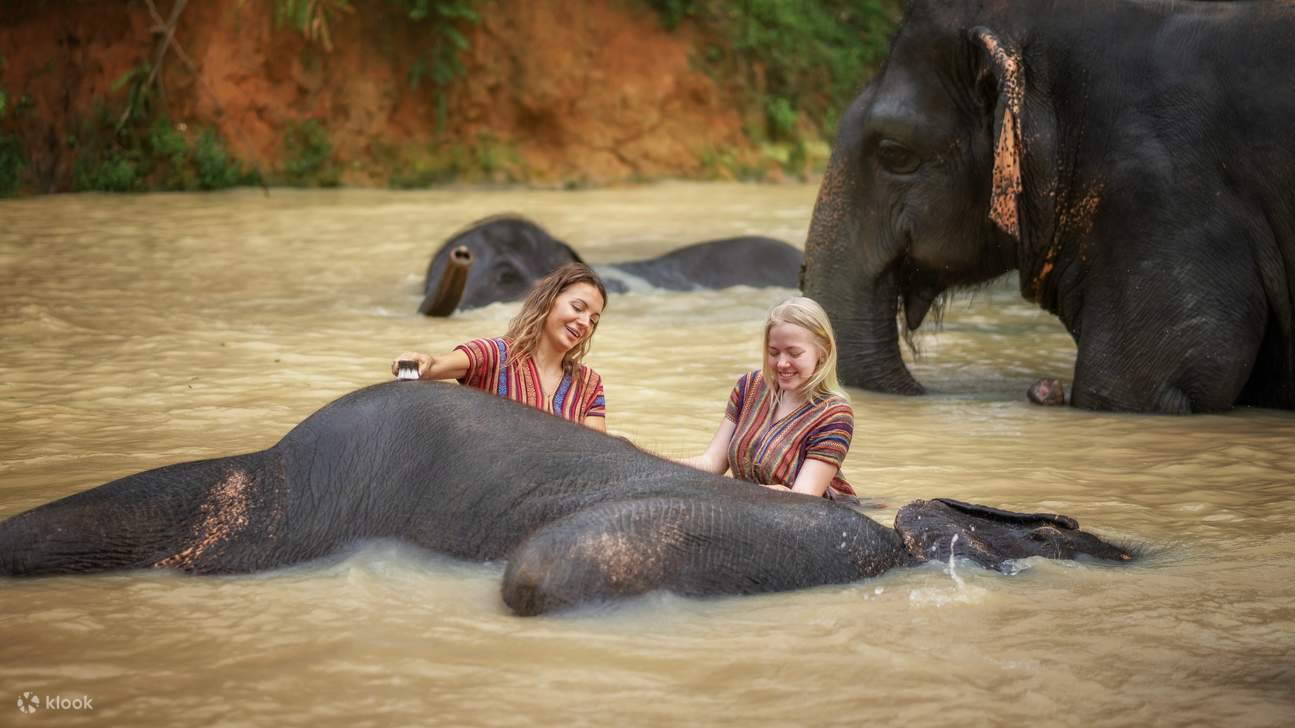 Unforgettable Moments: Bathing Our Gentle Giants