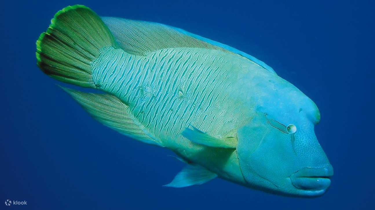 里窩那水族館門票
