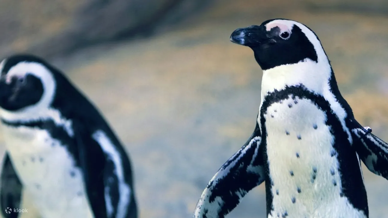 在世界上最大的水族馆之一探索 50,000 只海洋动物