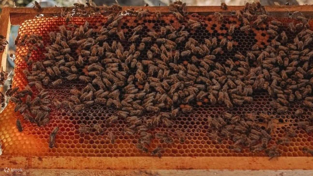 근처 나무 벌집에서 갓 꺼낸 달콤한 꿀을 맛보세요.