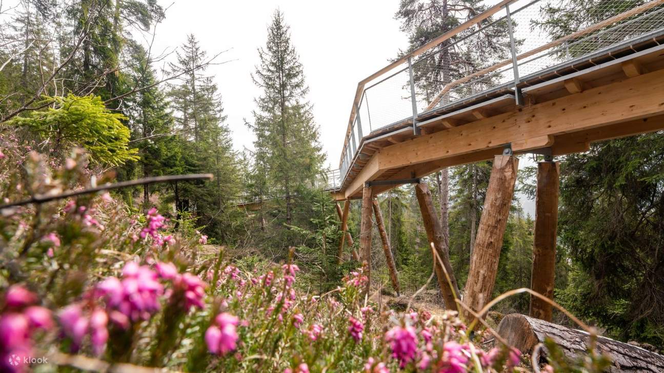 Baumwipfelpfad-Ticket in der Schweiz