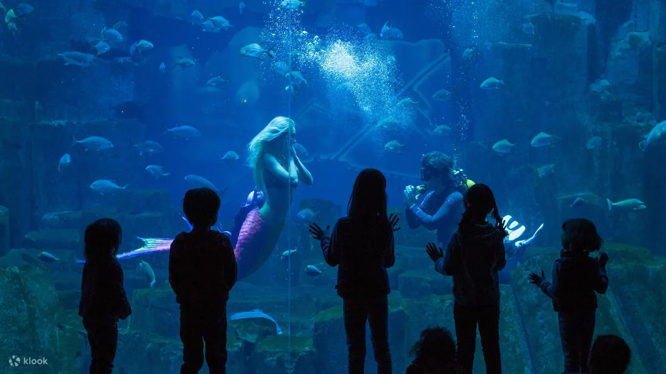 您可能会在巴黎水族馆观赏迷人的美人鱼表演，享受神奇的体验！