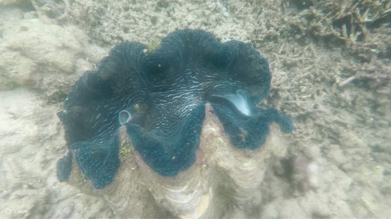 Wunder von Anda Bohol Tour - Klook, Vereinigte Staaten