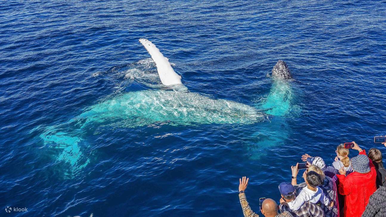 海洋世界觀鯨遊輪- Klook香港