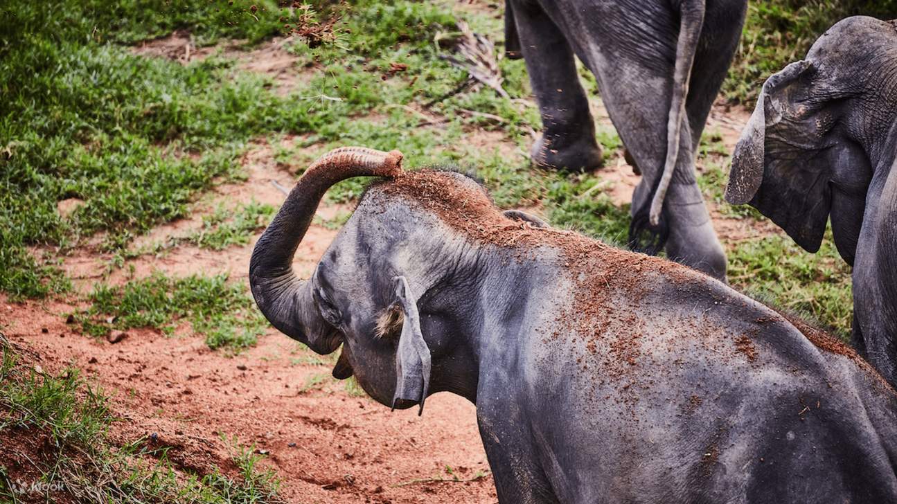 Rencontrez des éléphants, promenez-vous avec eux pour observer leurs bains et leurs séances de boue protectrice dans un environnement sain.