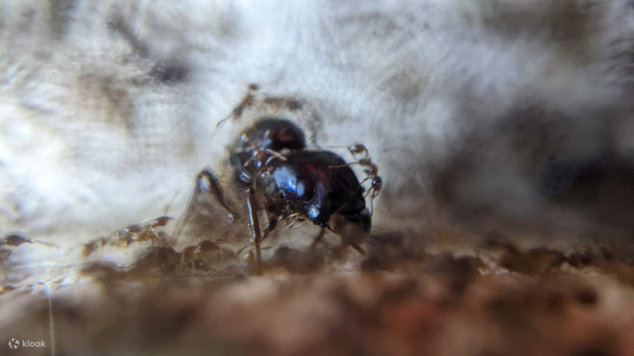 Ant Experience Singapur