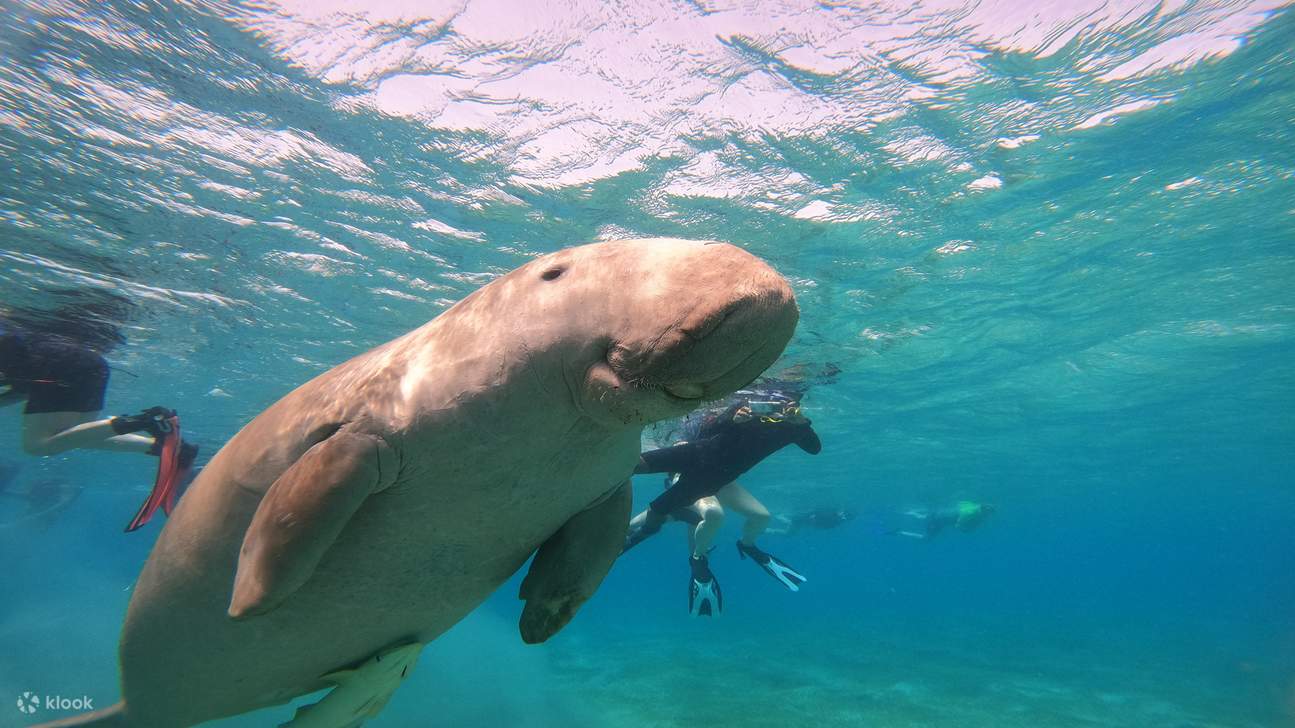 Snorkeling With Dugong Marsa Mubarak boat trip with lunch 