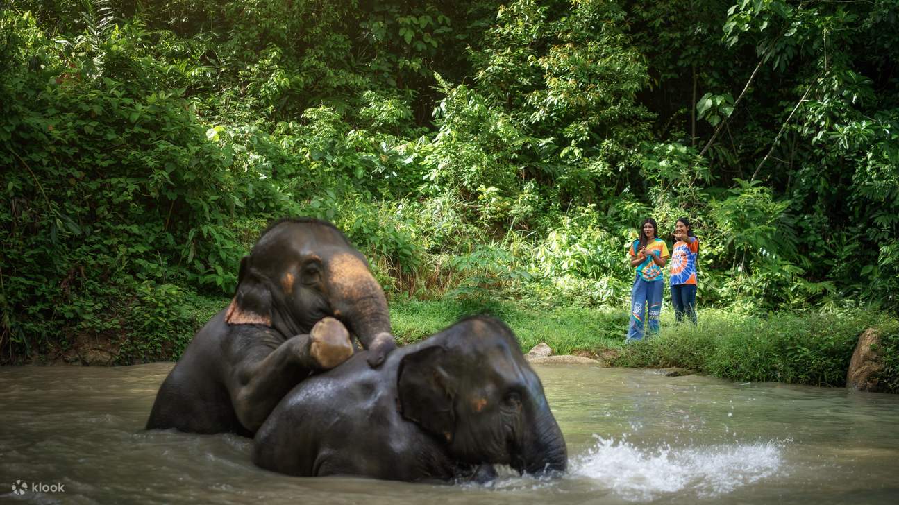 Pemandangan Riang: Gajah-Gajah Kami Bermain