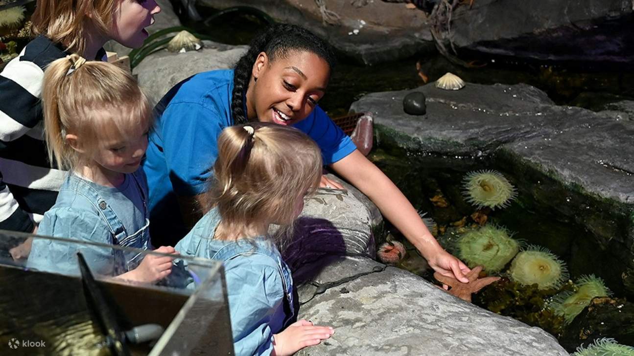 Vivez une expérience éducative et stimulante au contact de la vie marine dans les bassins tactiles de SEA LIFE Birmingham.