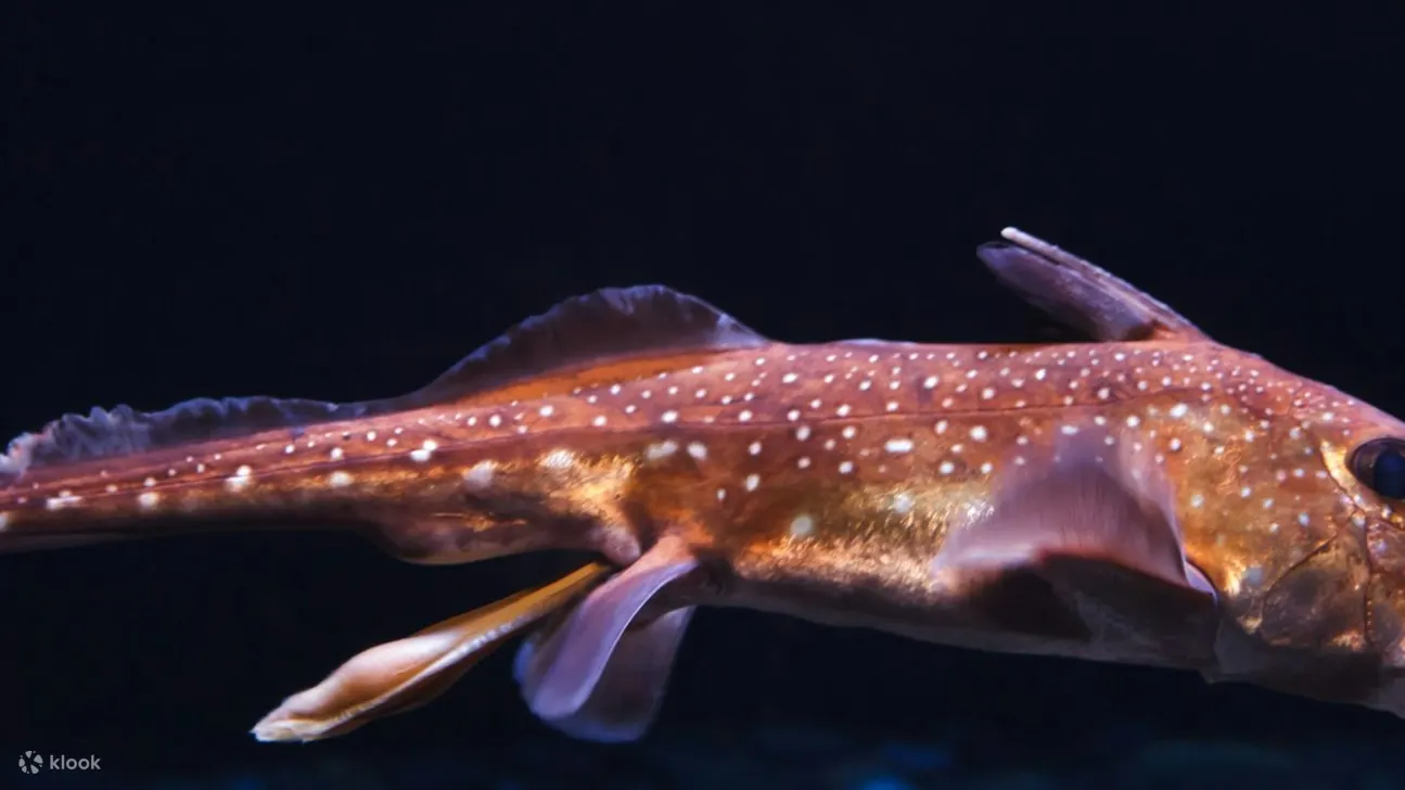 潜入欧洲最大的水族馆，进行难忘的海洋冒险！