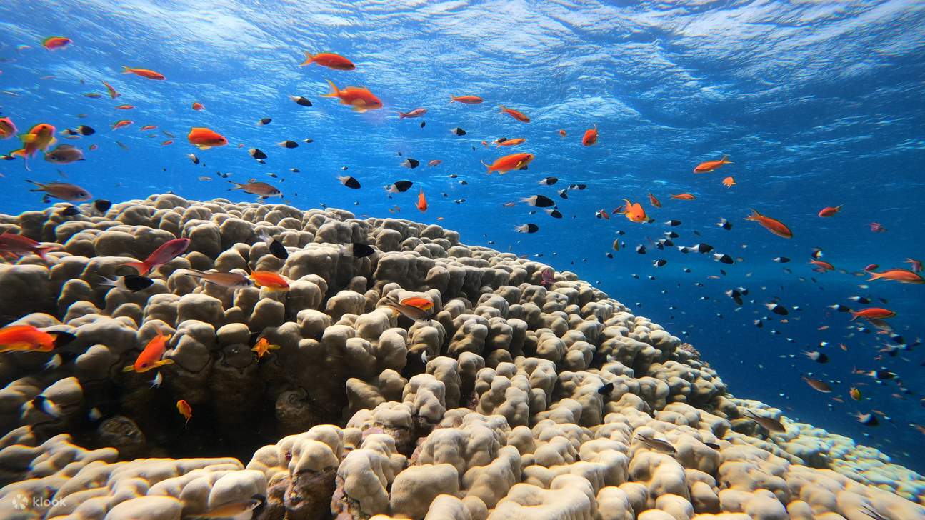 Snorkeling With Dugong Marsa Mubarak boat trip with lunch 