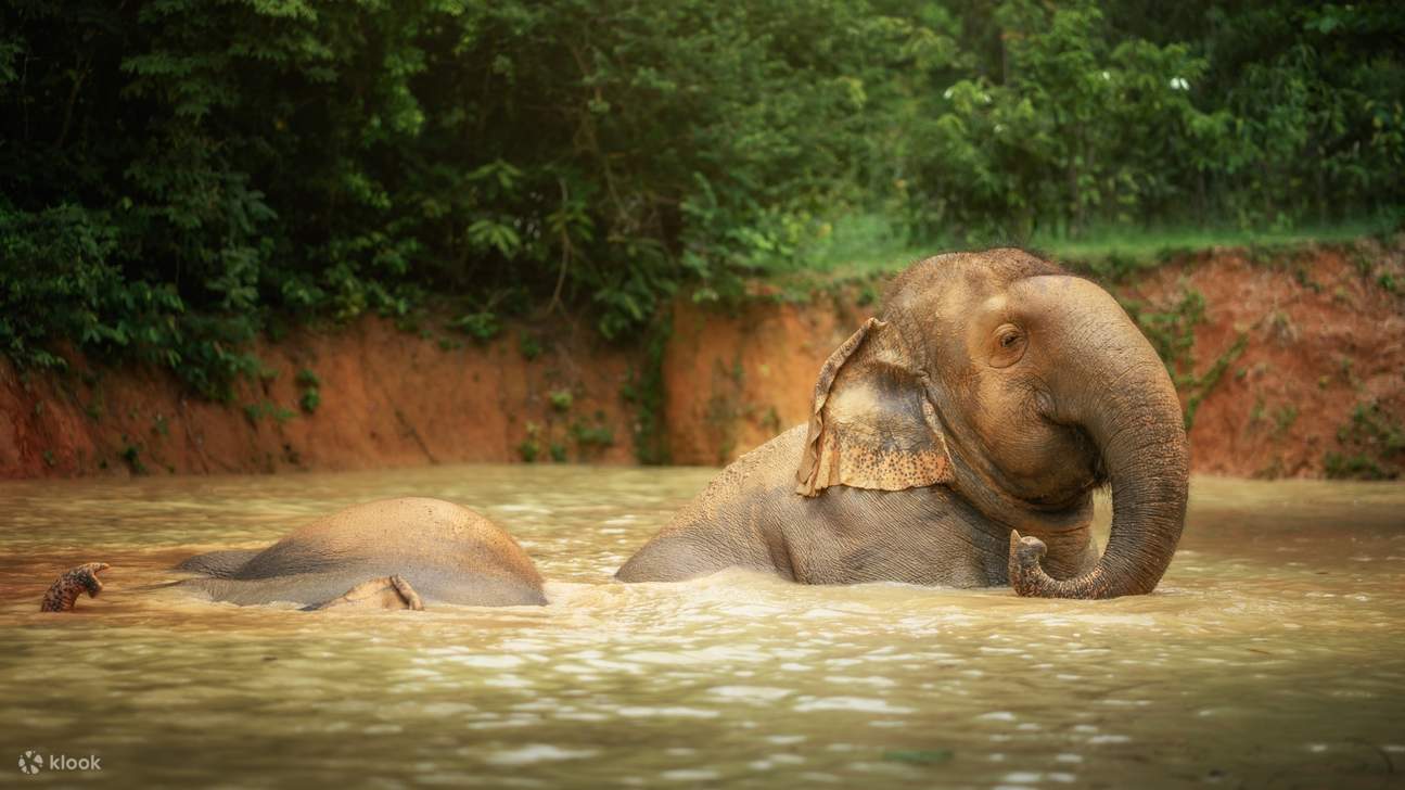 Raksasa Lembut Kami Menikmati Habitat Semula Jadi Mereka