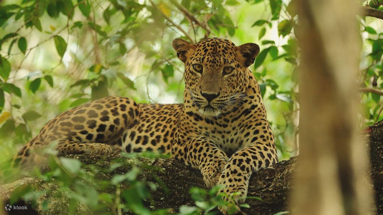 ヒョウ wilpattu 国立公園
