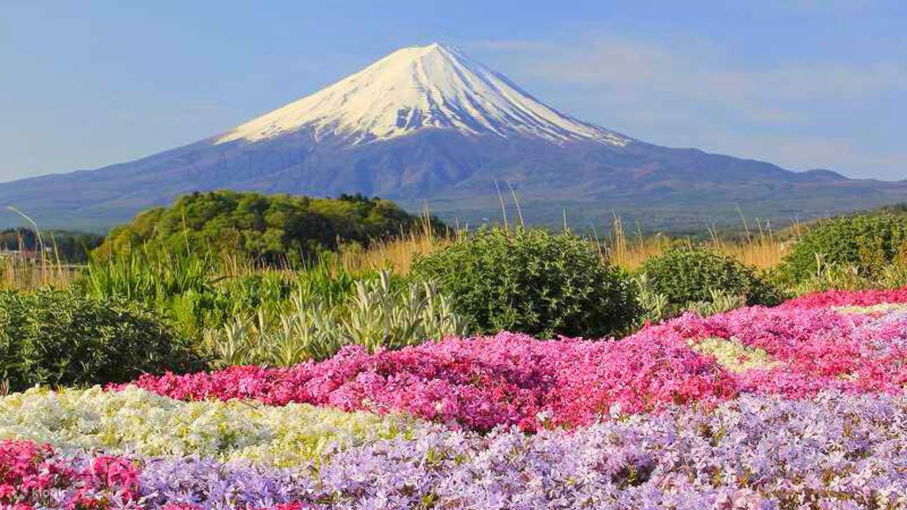 Tour tham quan một ngày tại Công viên Oishi núi Phú Sĩ x Oshino Hakkai x Koedo Kawagoe x Vườn cây ăn quả Yamanashi (Khởi hành từ Shinjuku) - Klook Việt Nam
