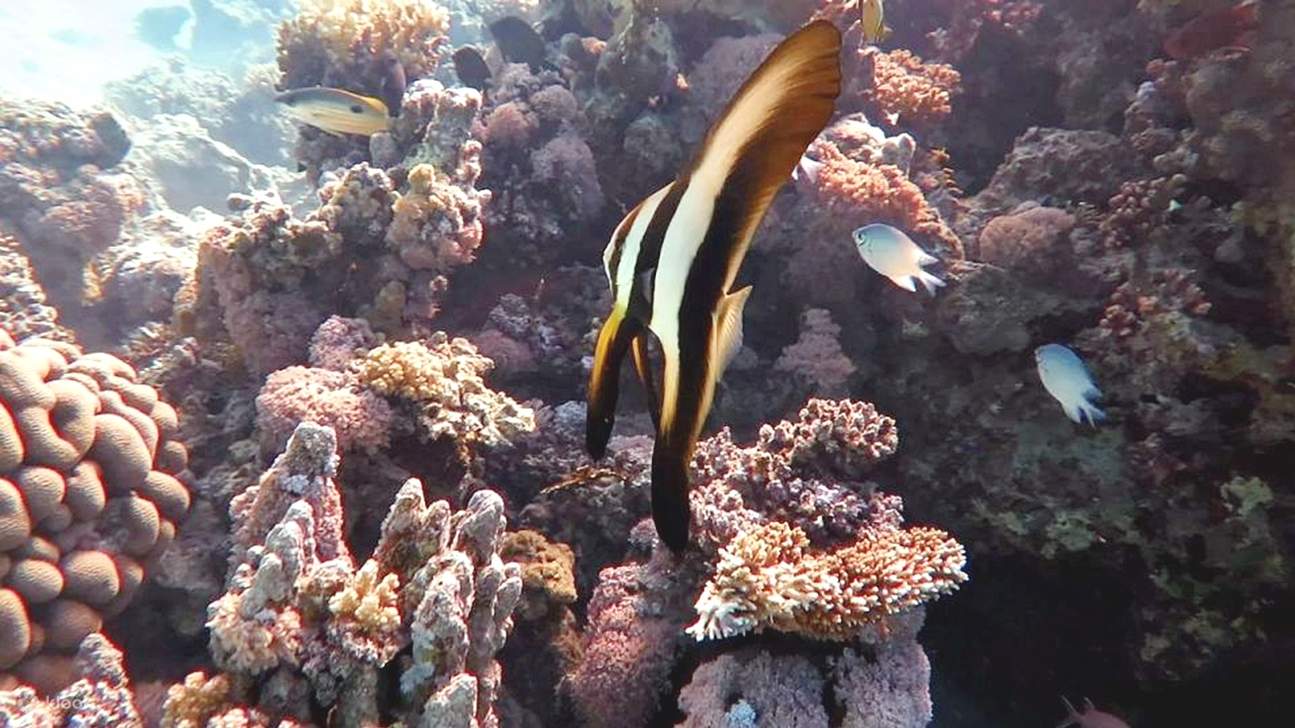 Mar Rosso: Isola di Orange Bay e crociera con snorkeling e pranzo