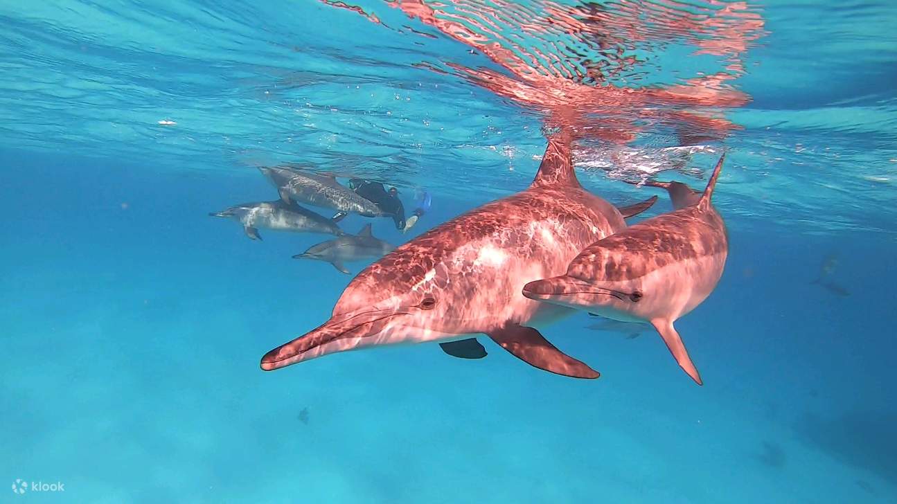 Marsa Alam - Tour đêm nhà cá heo Sataya 