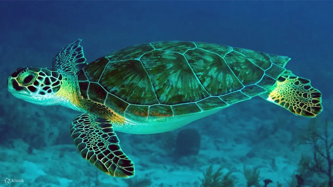 Snorkeling With Sea Turtles At Mirissa Sri Lanka Klook
