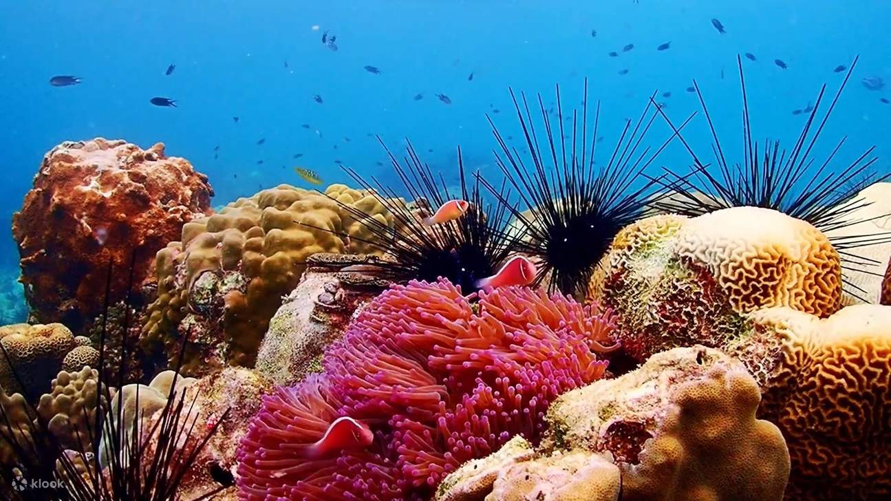 Esperienza all'Isola di Nemo con Foto con Drone e Pranzo